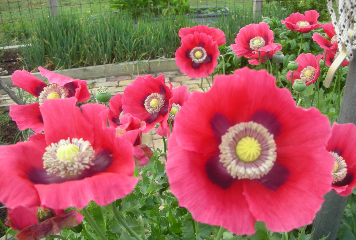 Growing Poppies